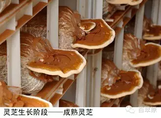 微信图片_20250327162702.png