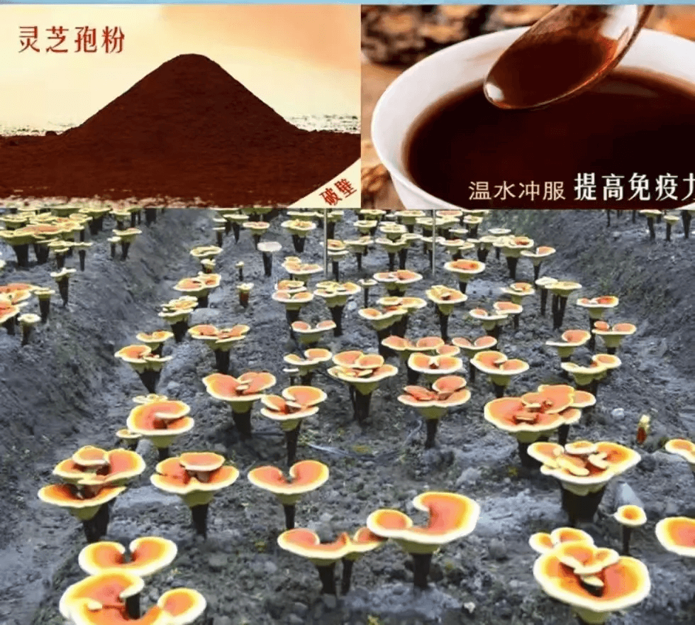 微信图片_20250401154256.png