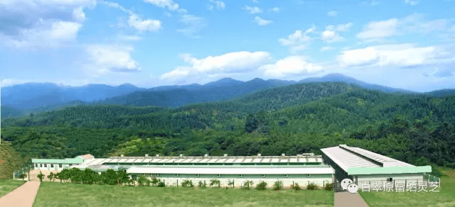 百翠原灵芝基地分享