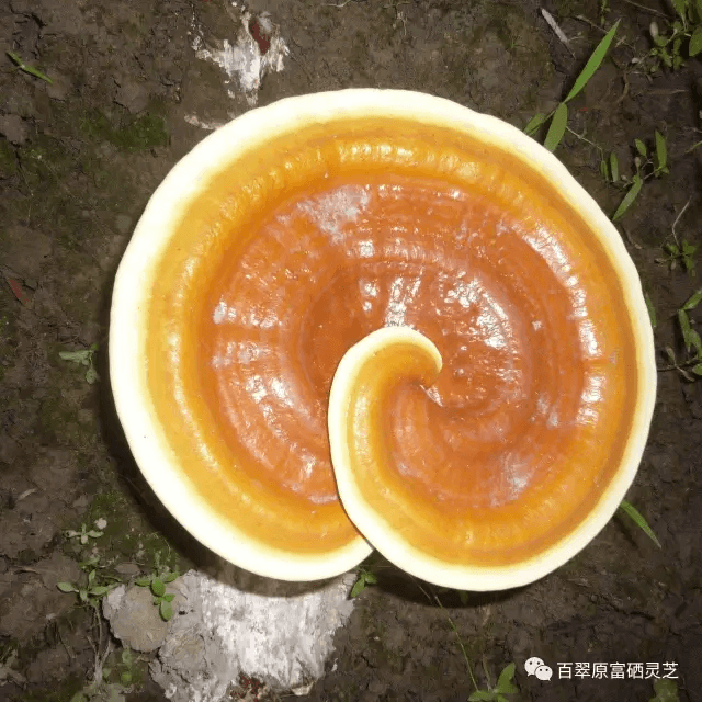 “百翠原灵芝系列产品发布会”邀您前来参加
